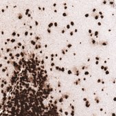 Monoclonal Anti-HIST1H3A antibody produced in mouse Prestige Antibodies® Powered by Atlas Antibodies, clone CL4967, purified immunoglobulin, buffered aqueous glycerol solution