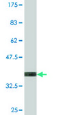Monoclonal Anti-UGT2B4 antibody produced in mouse clone 2H6, purified immunoglobulin, buffered aqueous solution