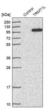 Anti-TRMT1L antibody produced in rabbit Prestige Antibodies&#174; Powered by Atlas Antibodies, affinity isolated antibody, buffered aqueous glycerol solution