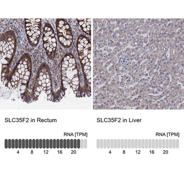 Anti-SLC35F2 antibody produced in rabbit Prestige Antibodies&#174; Powered by Atlas Antibodies, affinity isolated antibody, buffered aqueous glycerol solution