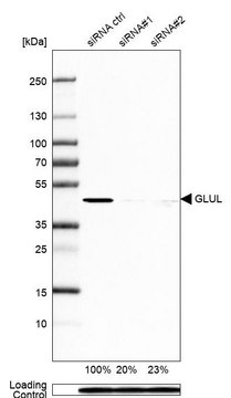 Monoclonal Anti-GLUL antibody produced in mouse Prestige Antibodies® Powered by Atlas Antibodies, clone CL2999, purified immunoglobulin, buffered aqueous glycerol solution