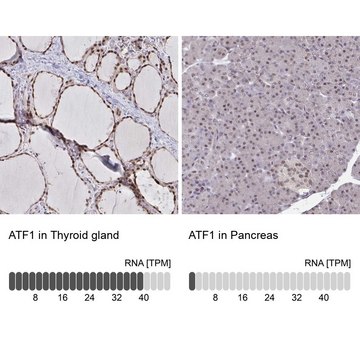 Anti-ATF1 antibody produced in rabbit Prestige Antibodies&#174; Powered by Atlas Antibodies, affinity isolated antibody, buffered aqueous glycerol solution