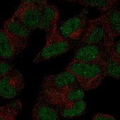 Anti-POLR3D antibody produced in rabbit Prestige Antibodies® Powered by Atlas Antibodies, affinity isolated antibody