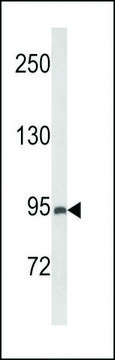 ANTI-PREX1 (CENTER) antibody produced in rabbit affinity isolated antibody, buffered aqueous solution