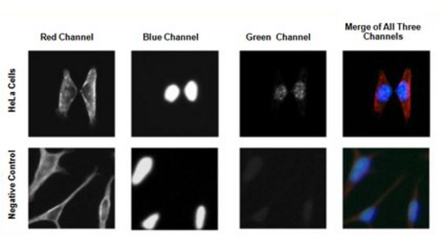 Anti-GATA-6 Antibody from rabbit, purified by affinity chromatography