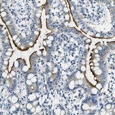 Anti-SORCS1 antibody produced in rabbit Prestige Antibodies® Powered by Atlas Antibodies, affinity isolated antibody, buffered aqueous glycerol solution