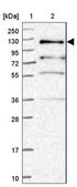 Anti-PLEKHG5 antibody produced in rabbit Prestige Antibodies® Powered by Atlas Antibodies, affinity isolated antibody, buffered aqueous glycerol solution