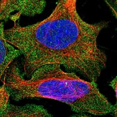 Anti-ENKD1 antibody produced in rabbit Prestige Antibodies® Powered by Atlas Antibodies, affinity isolated antibody, buffered aqueous glycerol solution