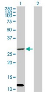 Anti-NIP antibody produced in mouse purified immunoglobulin, buffered aqueous solution