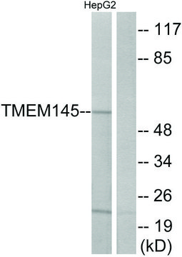 Anti-TMEM145 antibody produced in rabbit affinity isolated antibody