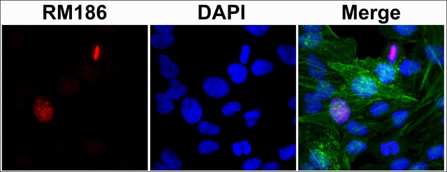 Anti-Histone H3 (unmodified Lys4) antibody, Rabbit monoclonal recombinant, expressed in HEK 293 cells, clone RM186, purified immunoglobulin