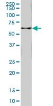 Monoclonal Anti-FTCD, (C-terminal) antibody produced in mouse clone 5F6, purified immunoglobulin, buffered aqueous solution