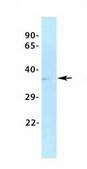 Anti-DPF3 (ab1) antibody produced in rabbit affinity isolated antibody
