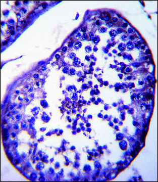 ANTI-SPATA18 (N-TERM) antibody produced in rabbit IgG fraction of antiserum, buffered aqueous solution