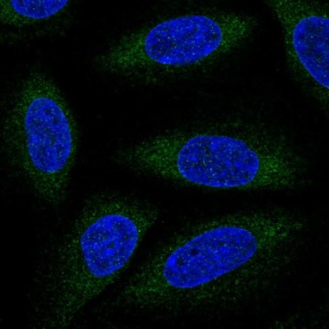 Anti-ALG6 antibody produced in rabbit Prestige Antibodies&#174; Powered by Atlas Antibodies, affinity isolated antibody