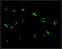 Anti-CTRP6 antibody produced in rabbit affinity isolated antibody, buffered aqueous solution