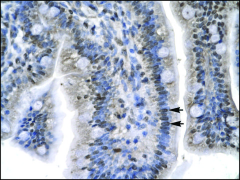 Anti-LEF1 (AB2) antibody produced in rabbit IgG fraction of antiserum