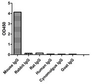 Goat Anti-Mouse IgG(Fcγ) HRP Alpaca Heavy chain only Antibody recombinant Alpaca(VHH) Nano antibody