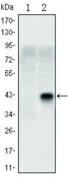 Monoclonal Anti-OLIG2 antibody produced in mouse clone 1G11, ascites fluid