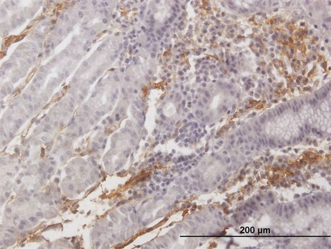 Anti-AOC3 antibody produced in mouse purified immunoglobulin, buffered aqueous solution