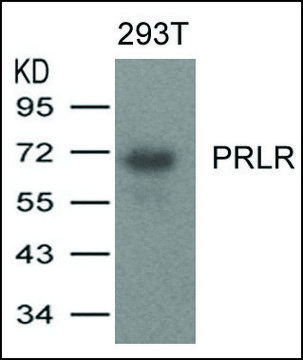 Anti-PRLR antibody produced in rabbit affinity isolated antibody