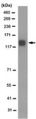 Anti-PECAM-1 Antibody, clone 4A8.1 clone 4A8.1, from mouse