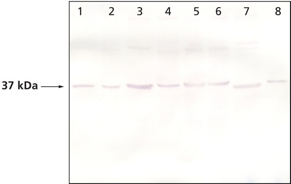 Monoclonal Anti-PINCH-1 antibody produced in mouse clone PINCH-C58, purified immunoglobulin, buffered aqueous solution