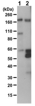 Anti-Phosphotyrosine Antibody Upstate&#174;, from rabbit