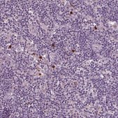 Anti-SLAMF8 antibody produced in rabbit Prestige Antibodies® Powered by Atlas Antibodies, affinity isolated antibody