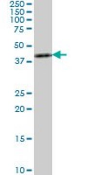 ANTI-ASCL1 antibody produced in mouse clone 3D3, purified immunoglobulin, buffered aqueous solution