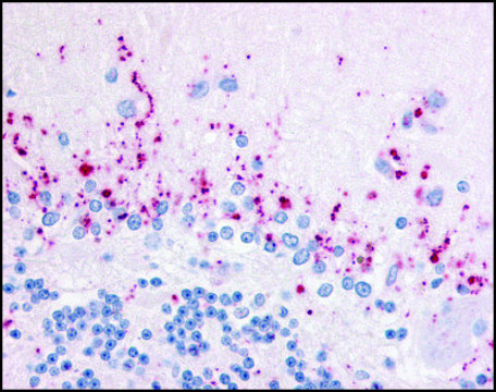 Anti-WNT2B antibody produced in rabbit affinity isolated antibody, buffered aqueous solution