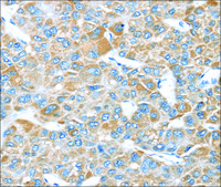 Anti-LEFTY2 affinity isolated antibody