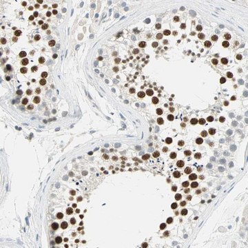 Anti-MLLT10 antibody produced in rabbit Prestige Antibodies&#174; Powered by Atlas Antibodies, affinity isolated antibody, buffered aqueous glycerol solution