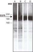 Anti-Phosphotyrosine antibody produced in rabbit 0.5 mg/mL, affinity isolated antibody, buffered aqueous solution