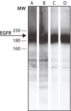 Anti-Phosphotyrosine antibody produced in rabbit 0.5&#160;mg/mL, affinity isolated antibody, buffered aqueous solution