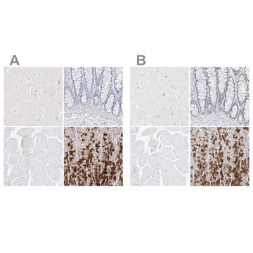 Anti-PGC antibody produced in rabbit Prestige Antibodies&#174; Powered by Atlas Antibodies, affinity isolated antibody, buffered aqueous glycerol solution