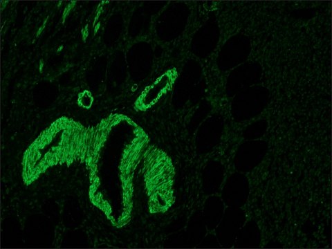 Anti-Mouse IgG (Fc specific)–FITC antibody produced in goat affinity isolated antibody, buffered aqueous solution