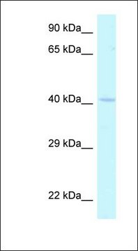 Anti-HOXA2 antibody produced in rabbit affinity isolated antibody