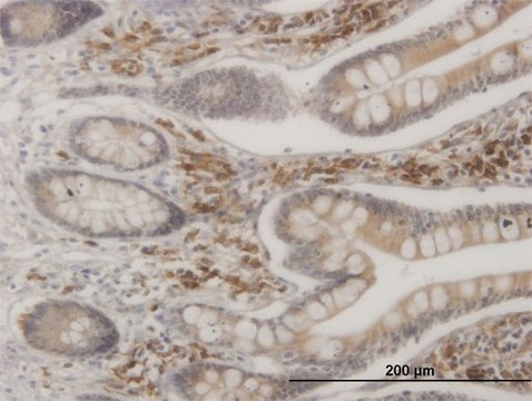 Monoclonal Anti-MAPKAPK2 antibody produced in mouse clone 3B8, purified immunoglobulin, buffered aqueous solution