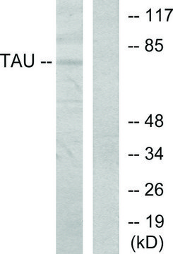 Anti-TAU antibody produced in rabbit affinity isolated antibody