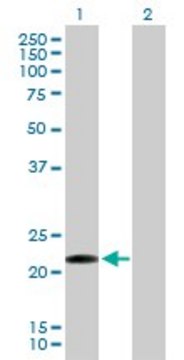 Anti-CLEC1B antibody produced in mouse purified immunoglobulin, buffered aqueous solution