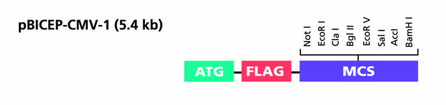 pBICEP-CMV&#8482;-1 Expression Vector
