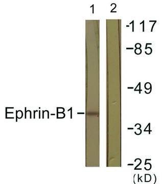 Anti-EFNB1 antibody produced in rabbit affinity isolated antibody