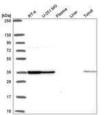 Anti-FIP1L1 antibody produced in rabbit Prestige Antibodies® Powered by Atlas Antibodies, affinity isolated antibody