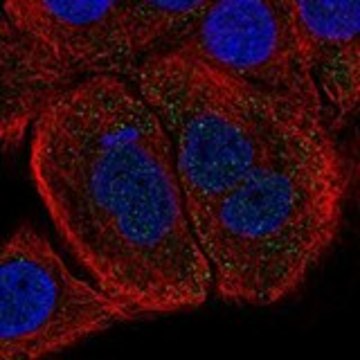 Anti-FST antibody produced in rabbit Prestige Antibodies&#174; Powered by Atlas Antibodies, affinity isolated antibody, buffered aqueous glycerol solution