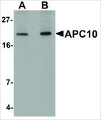 Anti-APC10 antibody produced in rabbit affinity isolated antibody, buffered aqueous solution