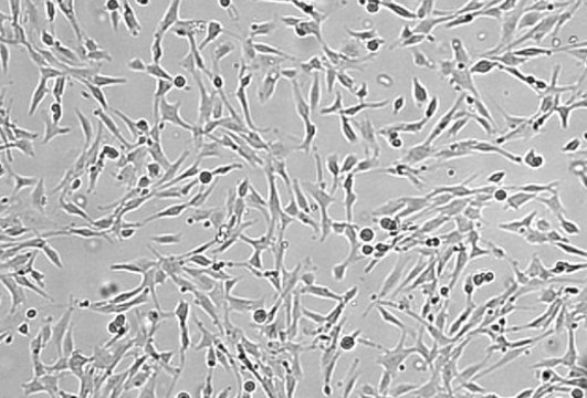 OSUMMER.9 Mouse NRAS-Mutant Melanoma Cell Line