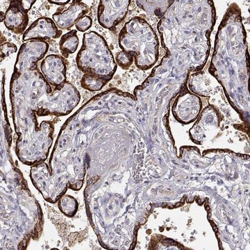 Anti-ARHGAP8 antibody produced in rabbit Prestige Antibodies&#174; Powered by Atlas Antibodies, affinity isolated antibody