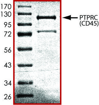 PTPRC (592-end), active, GST tagged from mouse recombinant, expressed in E. coli, &#8805;70% (SDS-PAGE), buffered aqueous glycerol solution