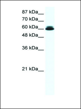 Anti-DDX27 antibody produced in rabbit IgG fraction of antiserum